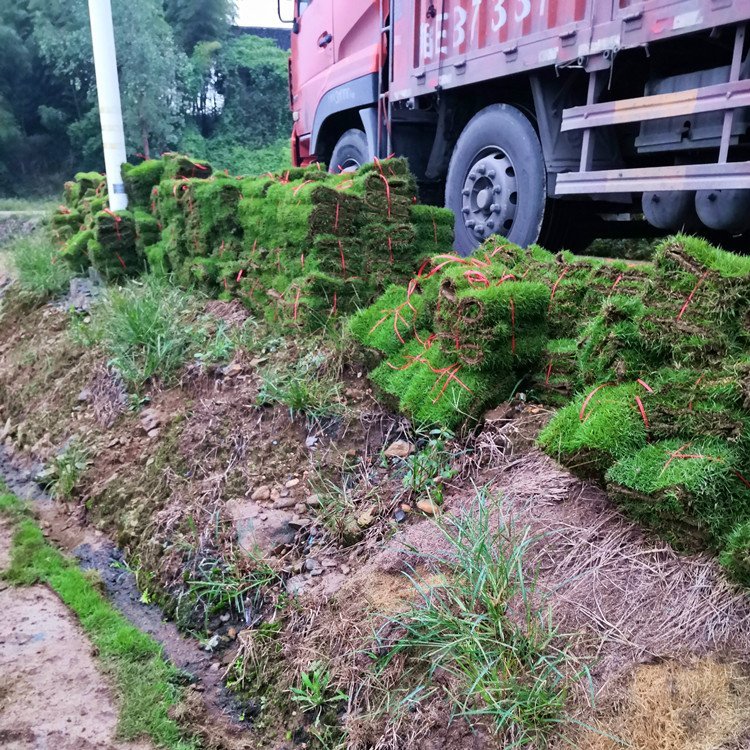 河源綠化草皮基地 蘭引三號 大葉油草 老鷹草 臺灣青草約3.60元
